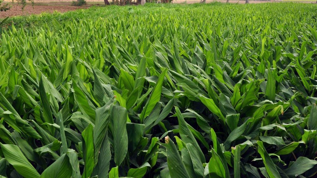 ‘स्वर्णा’ और ‘राजेंद्र सोनिया’ जैसी उन्नत किस्में कम समय में ज्यादा उत्पादन देती हैं. साथ ही बुवाई के समय गोबर की खाद का इस्तेमाल करने से मिट्टी की उर्वरता बढ़ती है और फसल बेहतर होती है. ‘स्वर्णा’ और ‘राजेंद्र सोनिया’ जैसी उन्नत किस्में कम समय में ज्यादा उत्पादन देती हैं. साथ ही बुवाई के समय गोबर की खाद का इस्तेमाल करने से मिट्टी की उर्वरता बढ़ती है और फसल बेहतर होती है.