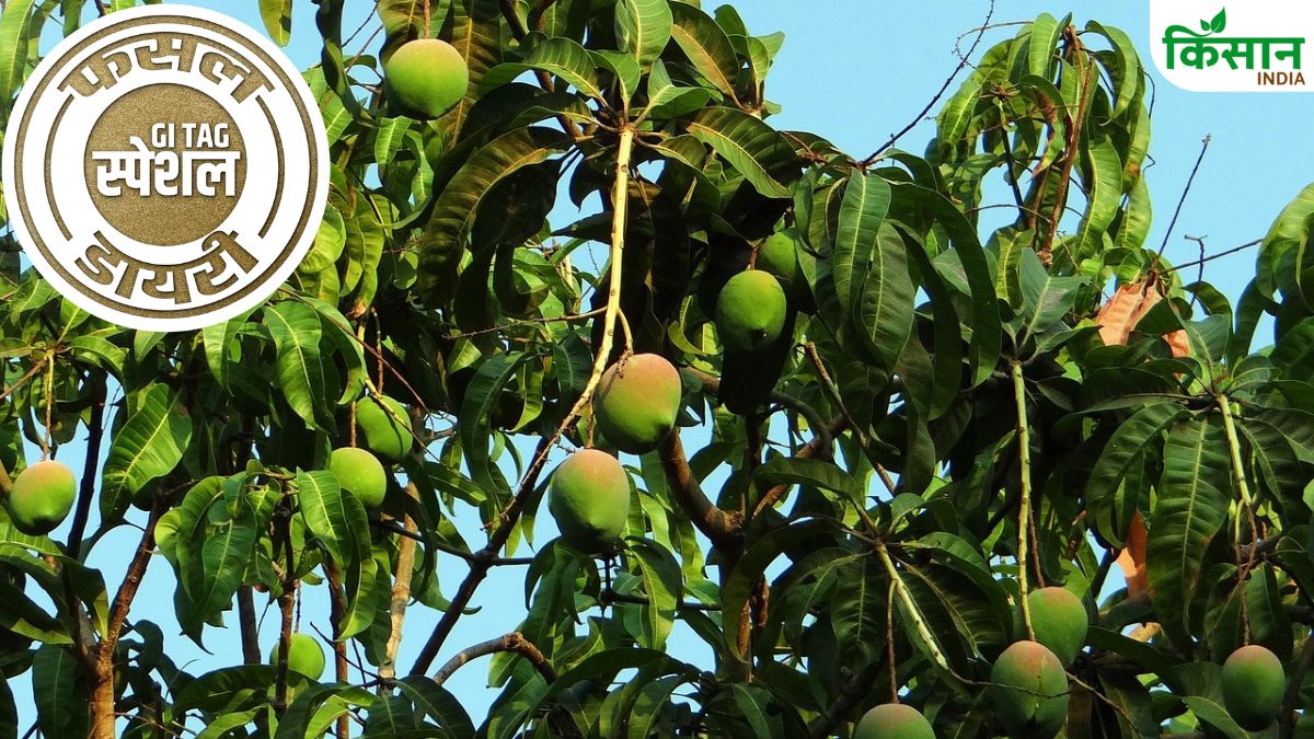 Hapus Mango Cultivation Characteristics Production And Price Of Hapus Mango