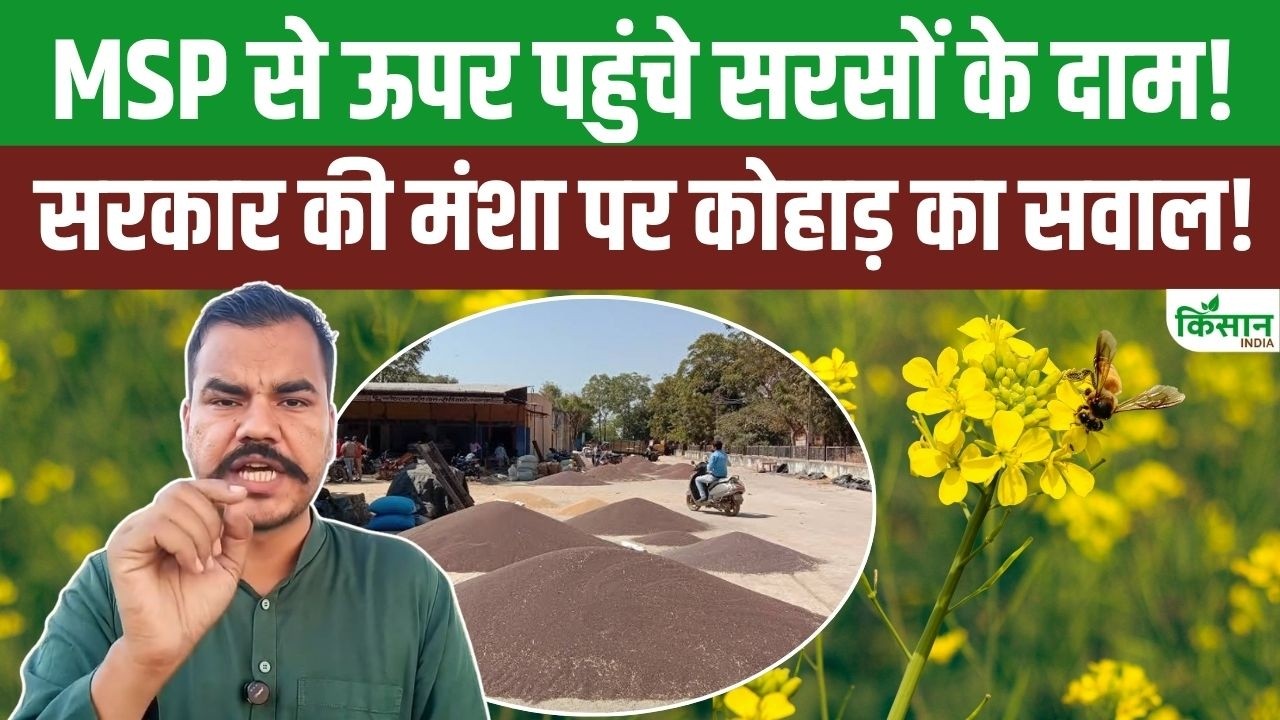 Amid West Asia War Mustard Prices Above Msp Farmer Leader Abhimanyu Kohar Asks Government Big Question