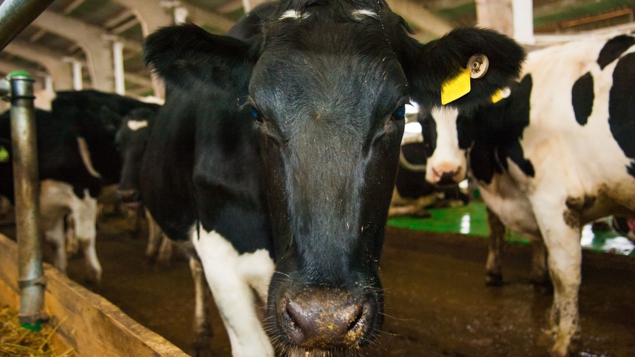 Animal Husbandry How To Reduce Heat Stress In Cows Summer Management Tips For Dairy Animal