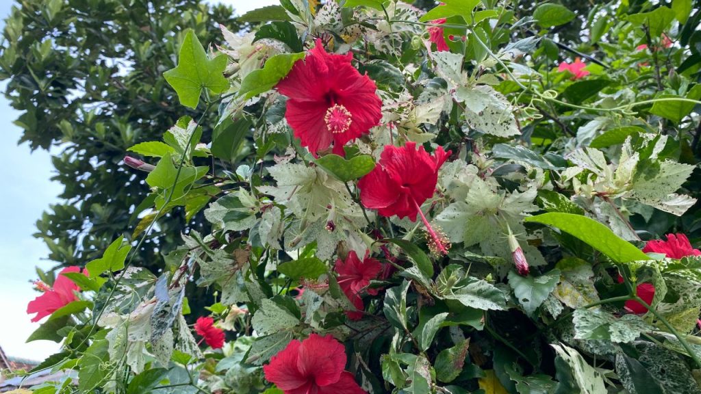 केले के छिलके बनें सुपर फूड: गुड़हल को पोटैशियम बहुत पसंद है. केले के छिलकों को सुखाकर पीस लें और उसका पाउडर महीने में एक बार मिट्टी में मिलाएं. इससे फूलों का आकार बड़ा होता है और रंग ज्यादा गहरा व आकर्षक बनता है. केले के छिलके बनें सुपर फूड: गुड़हल को पोटैशियम बहुत पसंद है. केले के छिलकों को सुखाकर पीस लें और उसका पाउडर महीने में एक बार मिट्टी में मिलाएं. इससे फूलों का आकार बड़ा होता है और रंग ज्यादा गहरा व आकर्षक बनता है.