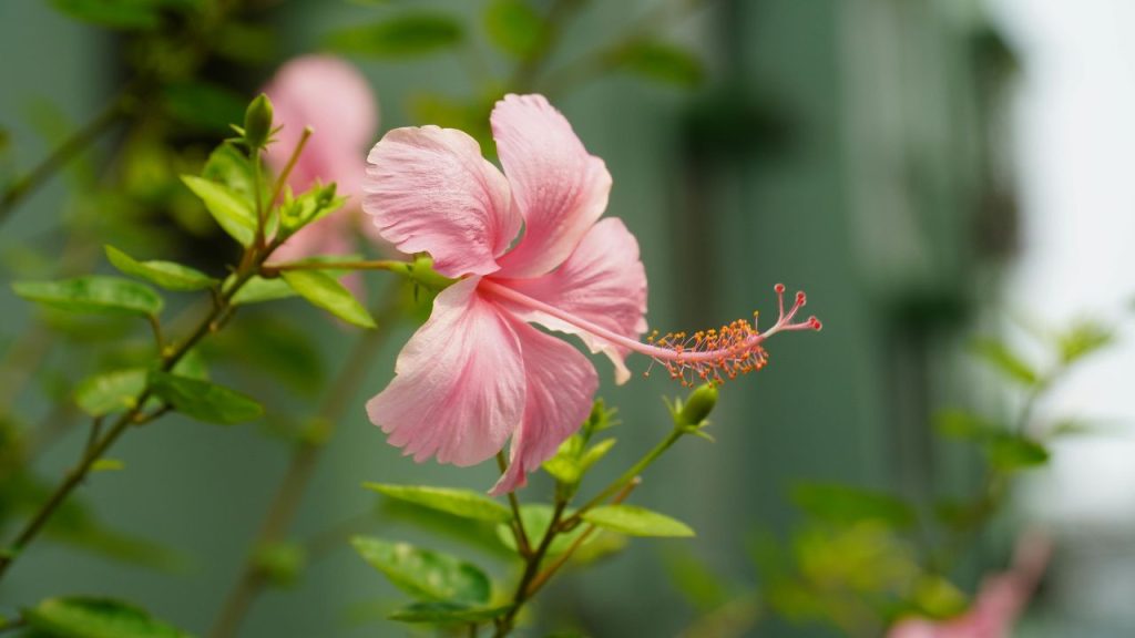 सावधानी से मिट्टी को करें ढीला: किसी नुकीले औजार से सिर्फ ऊपर की मिट्टी को हल्का-हल्का ढीला करें. ध्यान रखें कि जड़ों को नुकसान न पहुंचे. गुड़ाई के बाद 1-2 दिन पानी न दें, इससे जड़ें और मजबूत बनती हैं और नई शाखाएं तेजी से निकलती हैं. सावधानी से मिट्टी को करें ढीला: किसी नुकीले औजार से सिर्फ ऊपर की मिट्टी को हल्का-हल्का ढीला करें. ध्यान रखें कि जड़ों को नुकसान न पहुंचे. गुड़ाई के बाद 1-2 दिन पानी न दें, इससे जड़ें और मजबूत बनती हैं और नई शाखाएं तेजी से निकलती हैं.