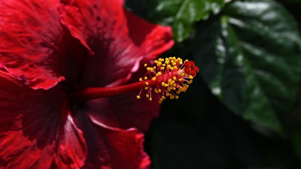 सर्दियों के बाद मिट्टी की गुड़ाई जरूरी: ठंड के मौसम में मिट्टी सख्त हो जाती है, जिससे जड़ों तक हवा और पोषक तत्व ठीक से नहीं पहुंच पाते. फरवरी के आखिरी दिनों या मार्च की शुरुआत में हल्की गुड़ाई कर दें. इससे मिट्टी मुलायम होगी और पौधे की ग्रोथ तेज होगी. सर्दियों के बाद मिट्टी की गुड़ाई जरूरी: ठंड के मौसम में मिट्टी सख्त हो जाती है, जिससे जड़ों तक हवा और पोषक तत्व ठीक से नहीं पहुंच पाते. फरवरी के आखिरी दिनों या मार्च की शुरुआत में हल्की गुड़ाई कर दें. इससे मिट्टी मुलायम होगी और पौधे की ग्रोथ तेज होगी.