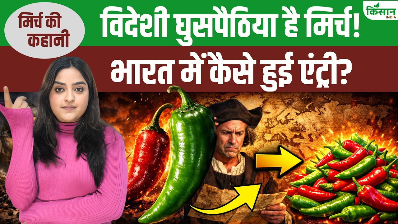 History Of Chilies A Judge Tongue Burns A Court Case Over Chilies How Did Chilies Reach India History Explained
