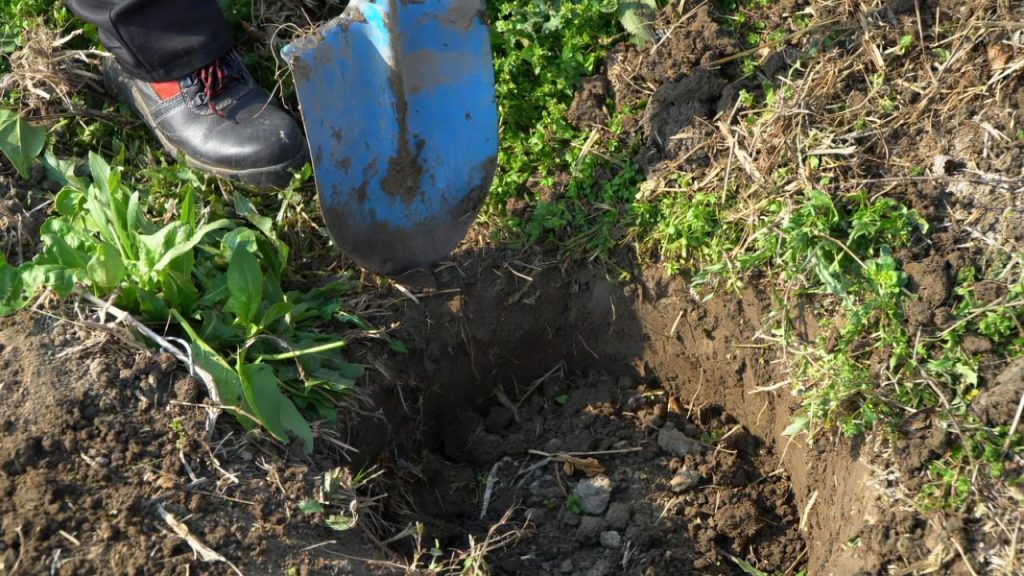 इस जैविक खाद के इस्तेमाल से पौधों की विकास प्रक्रिया स्वाभाविक और संतुलित तरीके से बढ़ती है. रासायनिक उर्वरक की आवश्यकता कम होती है और पौधों की लंबाई, पत्तियों और फल की वृद्धि अधिक होती है.