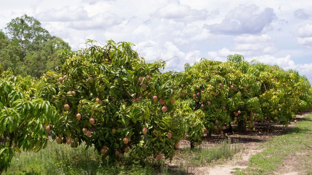 हल्की और नियमित सिंचाई से खेत में नमी बनी रहती है. डॉ. एस.के. सिंह के अनुसार, ड्रिप सिंचाई सबसे प्रभावी तरीका है, जिससे पौधों को नियंत्रित पानी मिलता है और फलों के झड़ने की संभावना कम होती है. हल्की और नियमित सिंचाई से खेत में नमी बनी रहती है. डॉ. एस.के. सिंह के अनुसार, ड्रिप सिंचाई सबसे प्रभावी तरीका है, जिससे पौधों को नियंत्रित पानी मिलता है और फलों के झड़ने की संभावना कम होती है.