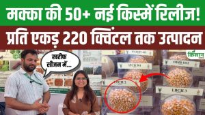 ICAR-IIMR के वैज्ञानिक ने बताई मक्का की बेहतरीन किस्में, मिलेगा प्रति एकड़ 220 क्विंटल तक उत्पादन!