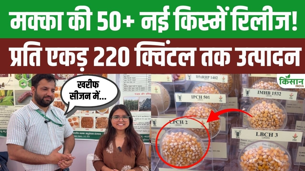 Icar Iimr Scientist Reveals Best Maize Varieties Yielding Up To 220 Quintals Per Acre