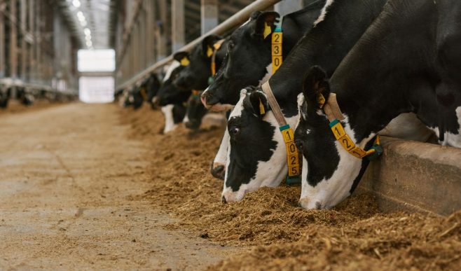 युद्ध के हालातों से पशुचारा क्षेत्र को 250 करोड़ का नुकसान! शिपमेंट ट्रांजिट टाइम बढ़ने से गहराता जा रहा संकट