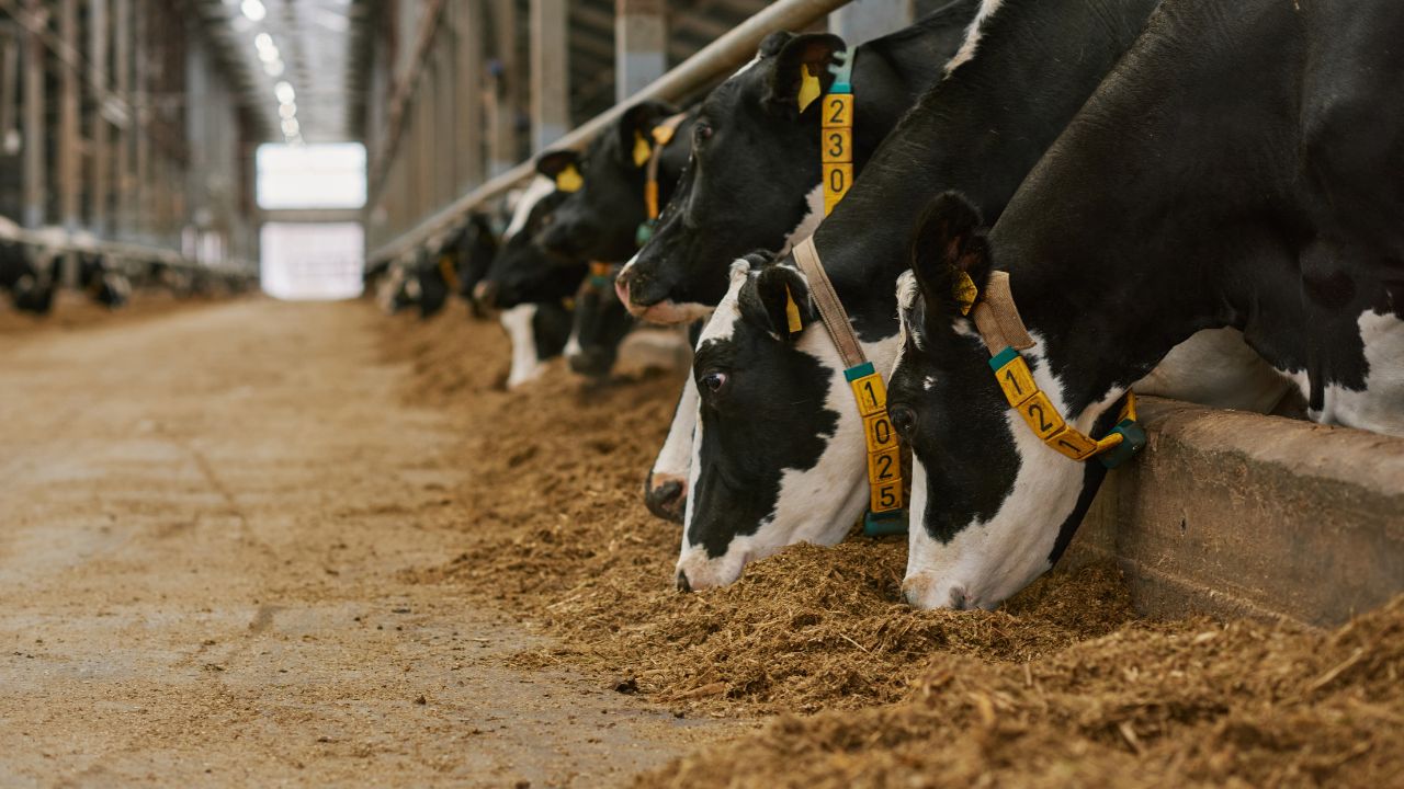 युद्ध के हालातों से पशुचारा क्षेत्र को 250 करोड़ का नुकसान! शिपमेंट ट्रांजिट टाइम बढ़ने से गहराता जा रहा संकट