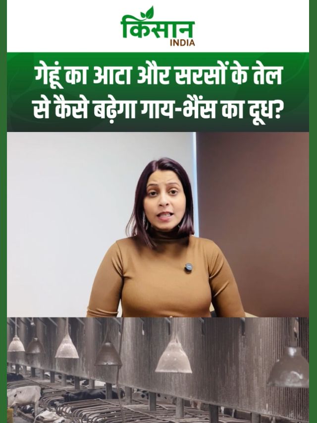 क्या आपकी गाय या भैंस का दूध कम हो रहा है? जानिए गेहूं का आटा और सरसों के तेल से बना आसान देसी उपाय