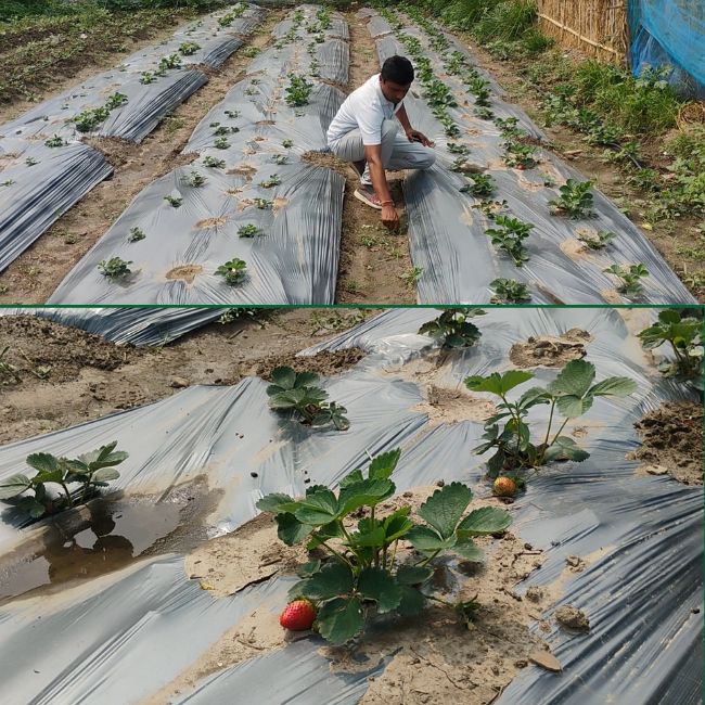 Jharkhand farmer dharmraj Strawberries farming