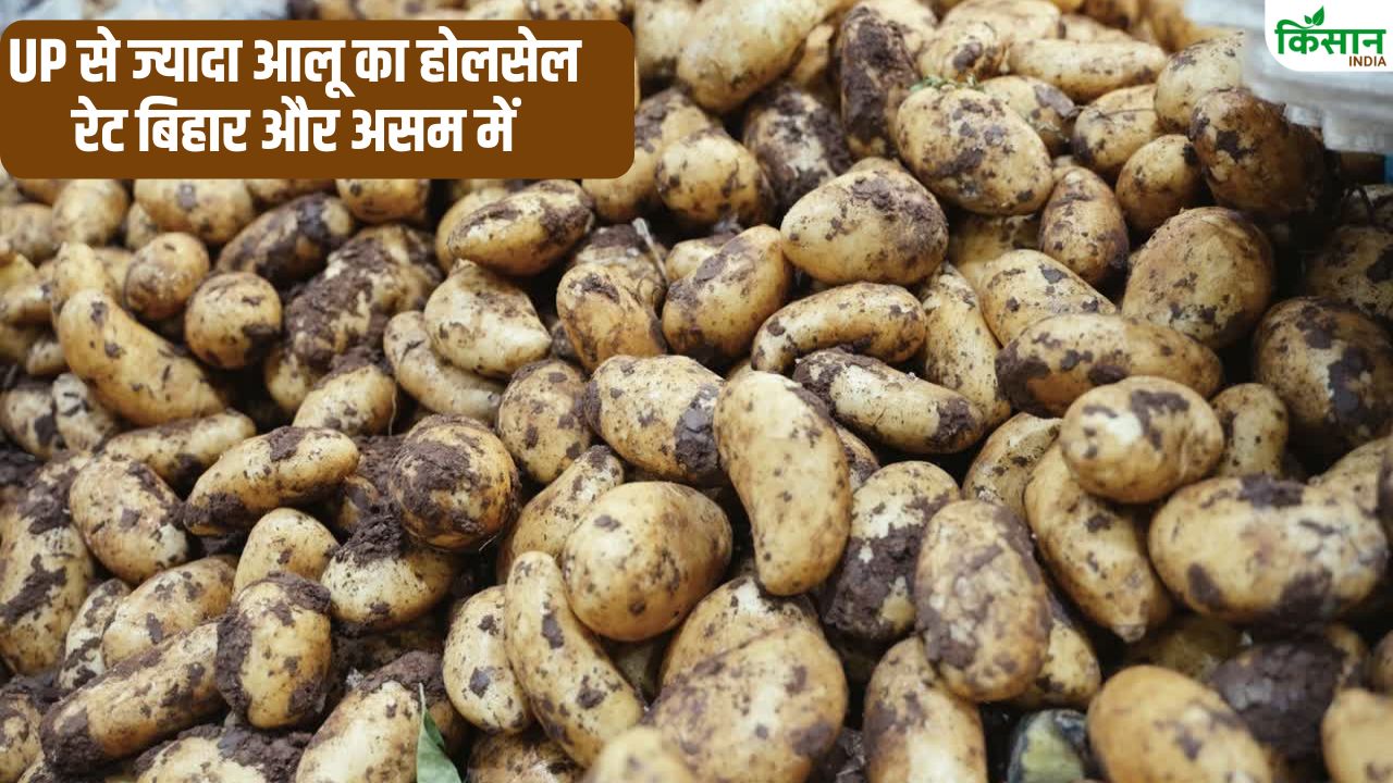Mandi Rate Potato Price Fall Potato Wholesale Today Rate Haryana Potato Farmers