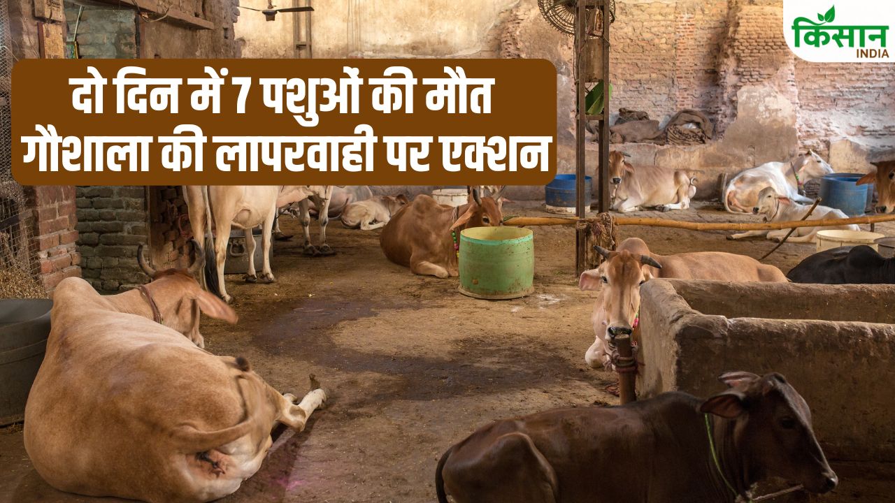 7 Animals Died In Two Days Negligence Exposed In Up Pilibhit District Government Cow Shelter