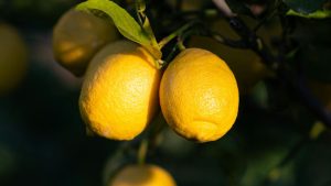 Tip Of The Day: मार्च में नींबू के बाग में फैल रहे हैं रोग? एक्सपर्ट से जानें बचाव के कारगर उपाय Tip Of The Day: मार्च में नींबू के बाग में फैल रहे हैं रोग? एक्सपर्ट से जानें बचाव के कारगर उपाय