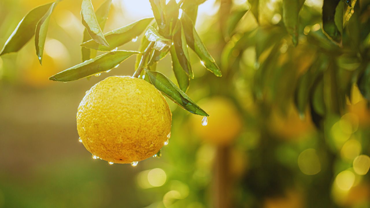 Nimbu Ki Kheti Lemon Farming Tips For March Citrus Crop Care From Fertilizer Irrigation To Pest Management