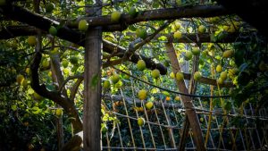 Tip Of The Day: मार्च में नींबू के बाग में जरूर करें ये काम! वरना झड़ जाएंगे फल, पढ़ें एक्सपर्ट टिप्स Tip Of The Day: मार्च में नींबू के बाग में जरूर करें ये काम! वरना झड़ जाएंगे फल, पढ़ें एक्सपर्ट टिप्स