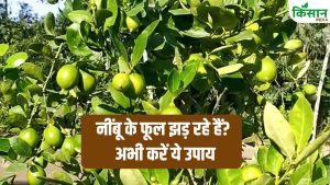 नींबू के फूल बार-बार झड़ रहे हैं? एक्सपर्ट से जानें वो 3 गलतियां जो आपकी पूरी फसल को कर सकती हैं बर्बाद