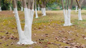 पेड़ों के तनों पर सफेद चूना क्यों लगाया जाता है? वजह जानकर चौंक जाएंगे, किसान जरूर जान लें ये ट्रिक