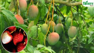 गेहूं, सरसों के लिए नुकसानदेह पर आम-लीची के लिए संजीवनी बनी बारिश, फलों के आकार और रंग होंगे बेहतर