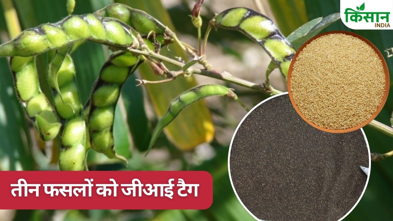 Madhya Pradesh Millets Crops To Receive Gi Tags Nominations Completed For Purple Pigeon Pea Sitahi Kutki And Nagdaman Kutki Sri Anna Crops Gi Tag