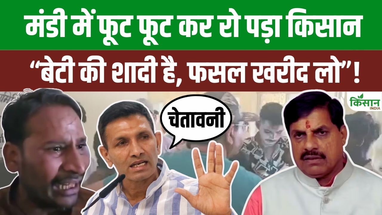 गुना मंंडी में फूट पड़ा किसान का दर्द, “मेरी फसल खरीद लो, बेटी की कल शादी है”