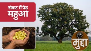 ..तो खत्म हो जाएंगे महुआ लाटा-लड्डू और सदियों पुरानी बुंदेलखंडी स्वाद परंपरा? विलुप्त हो रहे महुआ के पेड़