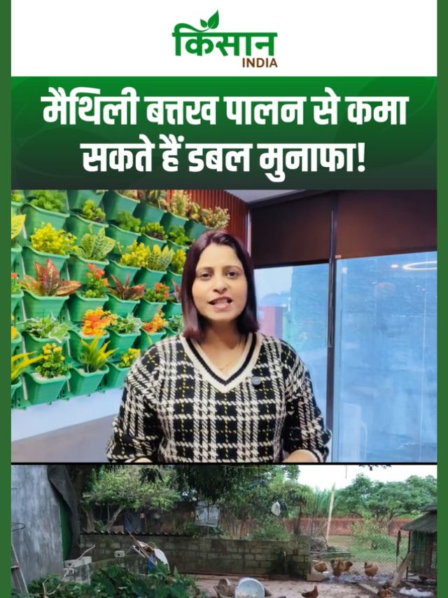 मैथिली बत्तख पालन:  20–25 बत्तख से शुरू करें, अंडा और मांस दोनों से होगी जबरदस्त कमाई