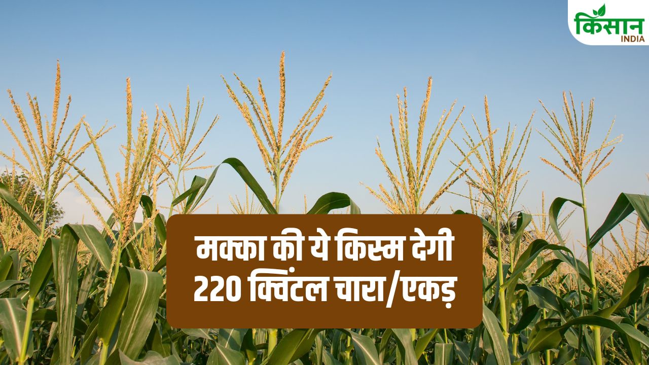 Makka Ki Kheti Imh 229 Silage Benefits High Yielding Maize Maize Varieties India Tips For Farmers