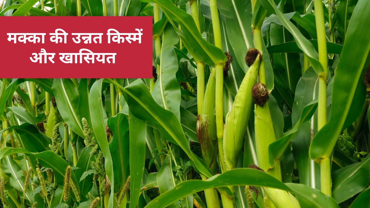 Best Maize Variety For Kharif Season High Yielding Varieties Of Maize Makka Ki Unnat Kisme
