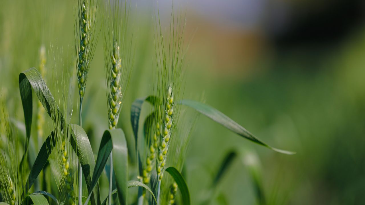 Tips For Farmers Makka Ki Kheti Maize Silage Imh 229 Variety 220 Quintal Green Fodder From 1 Acre