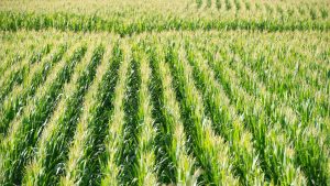 कटाई के बाद खेत खाली छोड़ना भारी गलती! ये 2 फसलें दिला सकती हैं 80 हजार तक कमाई कटाई के बाद खेत खाली छोड़ना भारी गलती! ये 2 फसलें दिला सकती हैं 80 हजार तक कमाई