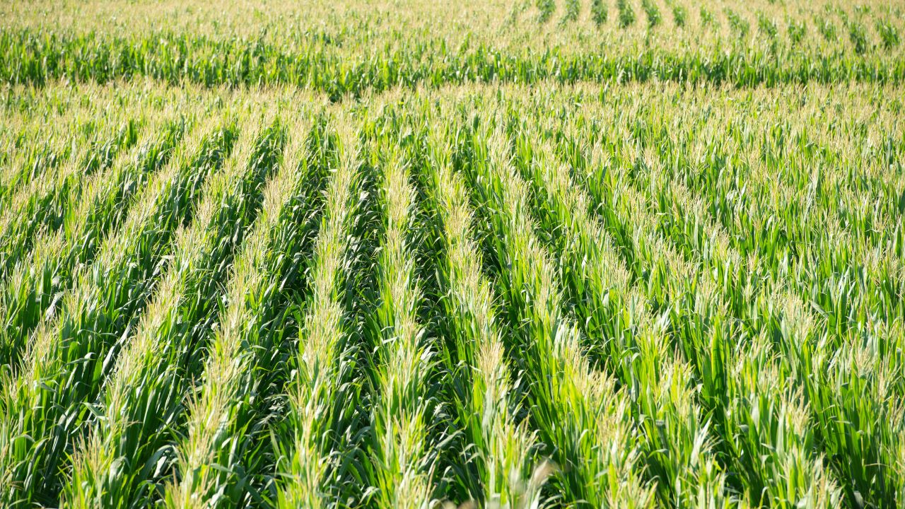 After Wheat Harvest Farming Moong Maize Profit Low Cost High Income Farming Tips