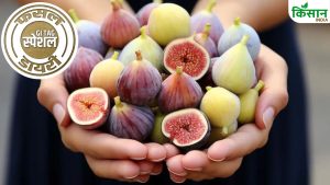 भारत के इस फ्रूट की जर्मनी और पोलैंड में भारी डिमांड, 1200 रुपये किलो है रेट.. ऐसे होती है खेती