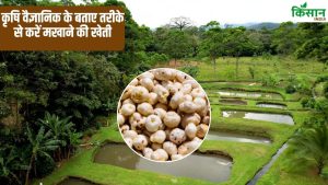 धान की तरह होती है मखाने की खेती, आसानी से उगा सकते हैं किसान.. 5 महीने में फसल तैयार