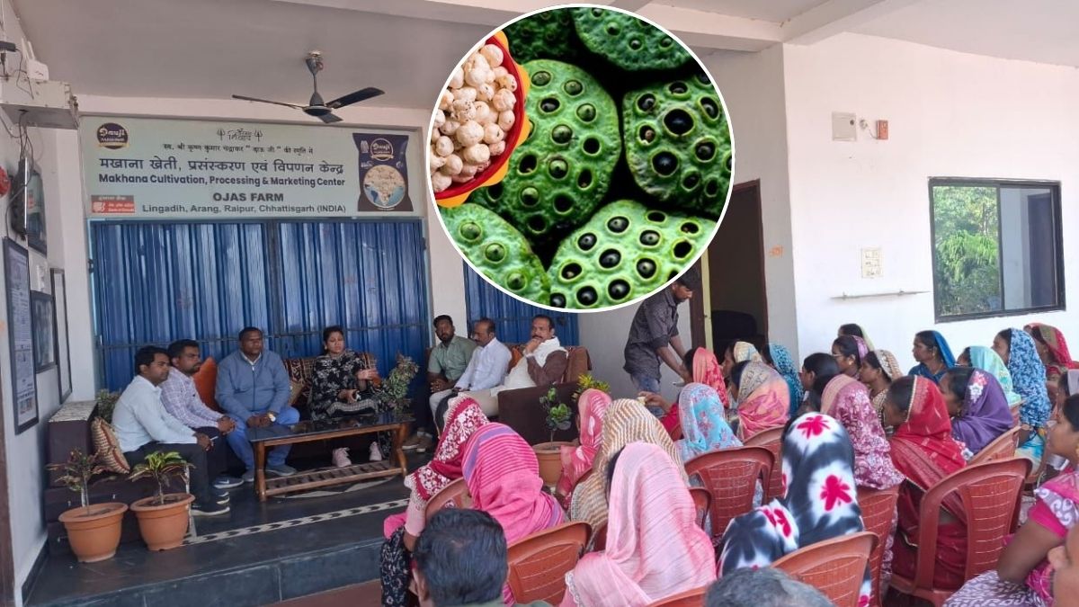 Makhana Cultivation Will Receive A Boost In Chhattisgarh Farmers Will Receive Incentives