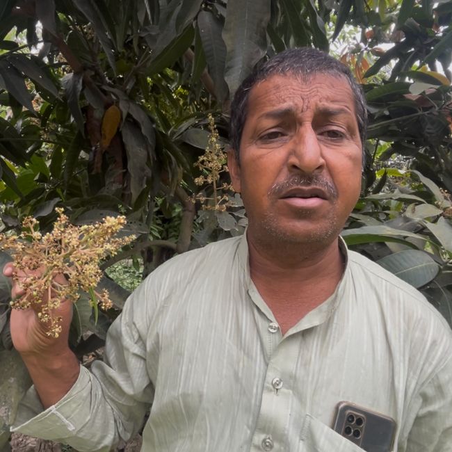 mango crop damage, mango farming India, aam ke manjar girna, mango fruit drop causes, weather impact on mango crop