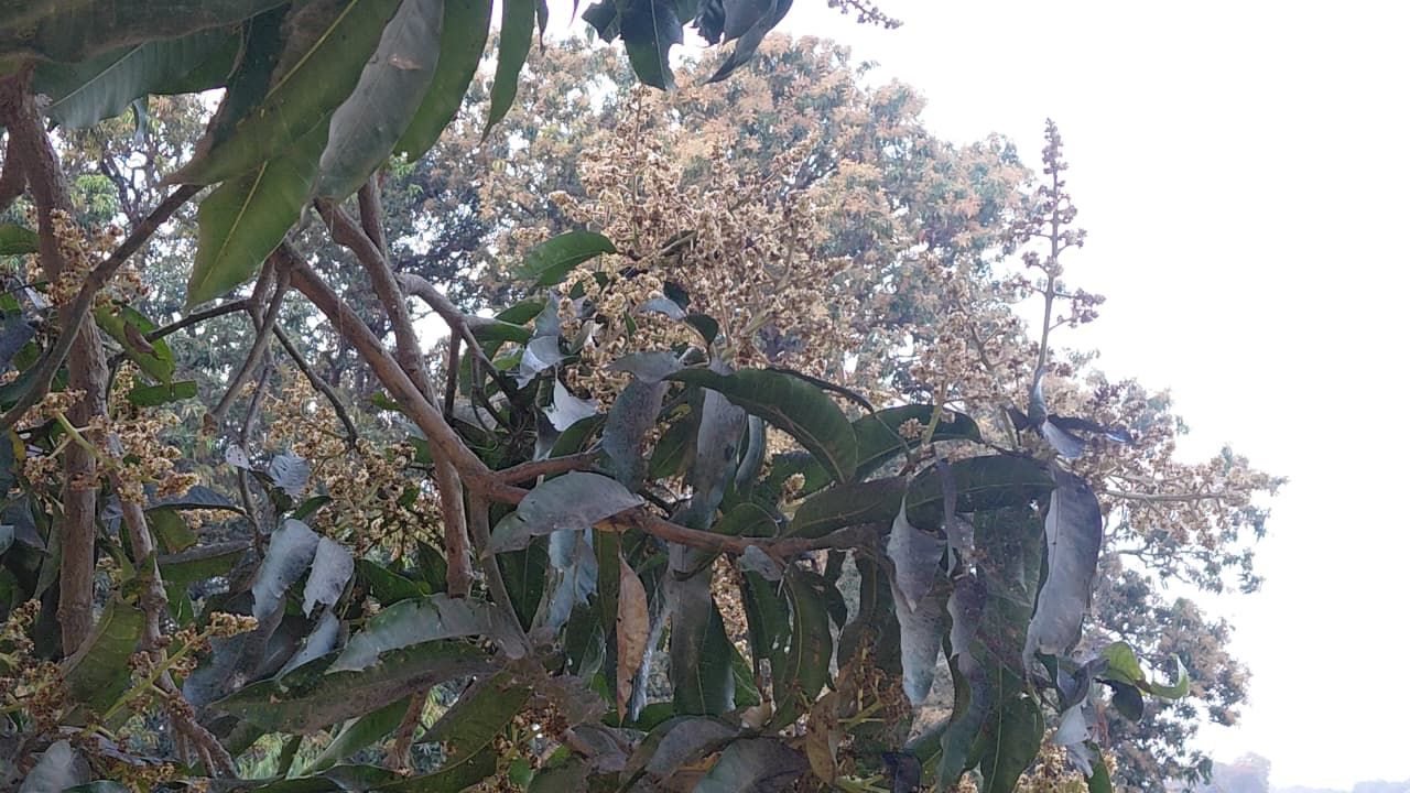 Mango Farming Fruit Drop Solution In Hindi Aam Ke Manjar Ke Dekhbhal