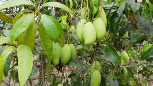 Mango Farming: आम के बौर झड़ रहे हैं? तुरंत करें ये 5 काम, नहीं तो आधी फसल हो जाएगी बर्बाद!