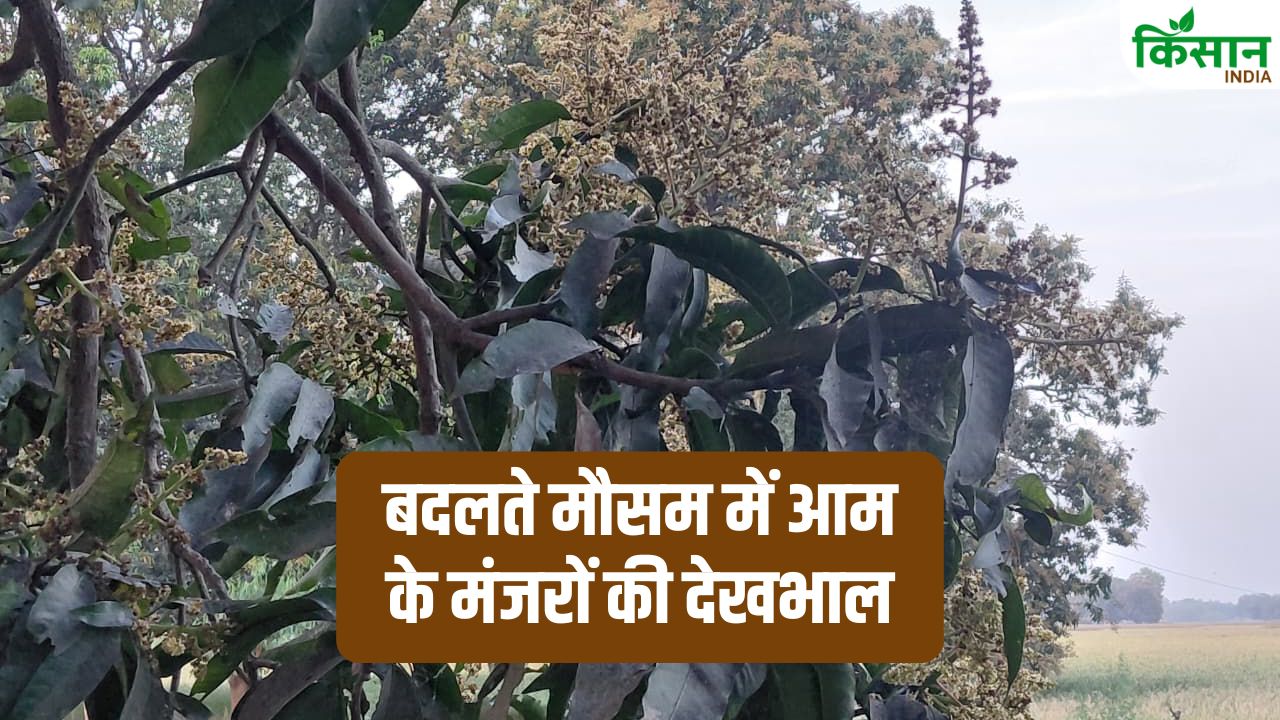 Mango Farming Tips Expert Tips For Crop Damage Due To Changing Weather Aam Ke Manjar Ko Kaise Bachaye