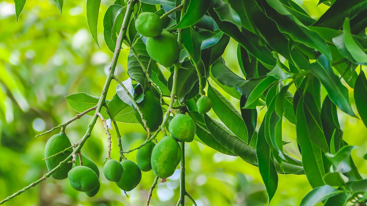 Mango Fruit Drop Prevention Scientific Tips To Increase Yield Aam Ki Kheti