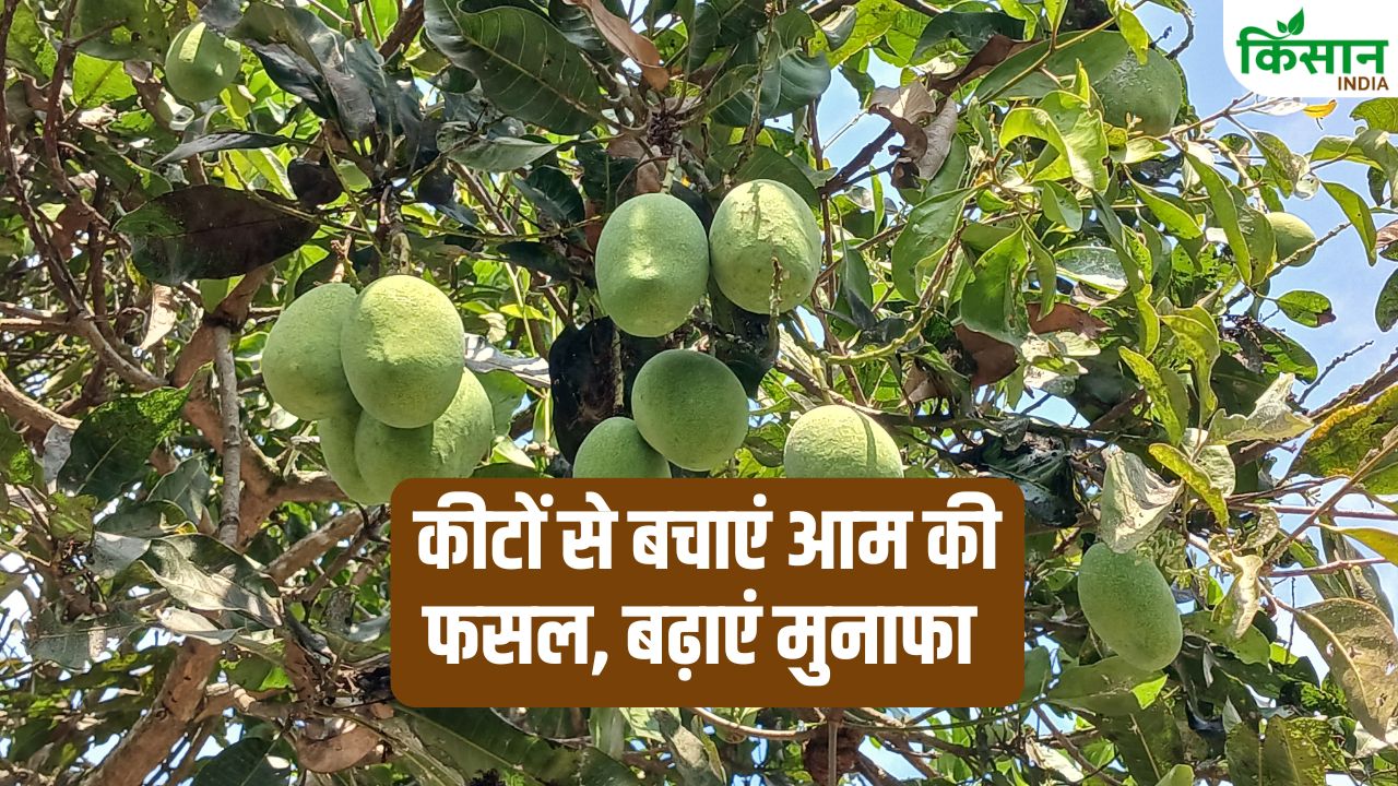 Mango Farming Pest Control Management Tips Mealybug Fruit Fly Control Aam Ki Kheti Me Keet Prabandhan Kaise Kare