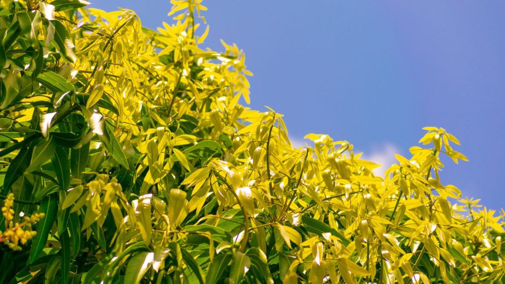 फलों के झड़ने को रोकने के लिए समय पर कीट और रोग नियंत्रण जरूरी है. फफूंद, मिलीबग, थ्रिप्स और फल मक्खी से बचाव के लिए दवा और जैविक विकल्प का सही उपयोग लाभकारी होता है. फलों के झड़ने को रोकने के लिए समय पर कीट और रोग नियंत्रण जरूरी है. फफूंद, मिलीबग, थ्रिप्स और फल मक्खी से बचाव के लिए दवा और जैविक विकल्प का सही उपयोग लाभकारी होता है.