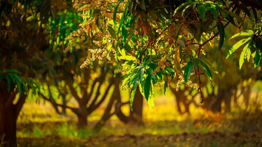 आम के बौर आते ही बढ़ी किसानों की चिंता! फलों के झड़ने और कीट से बचाने के लिए अपनाएं एक्सपर्ट के ये टिप्स