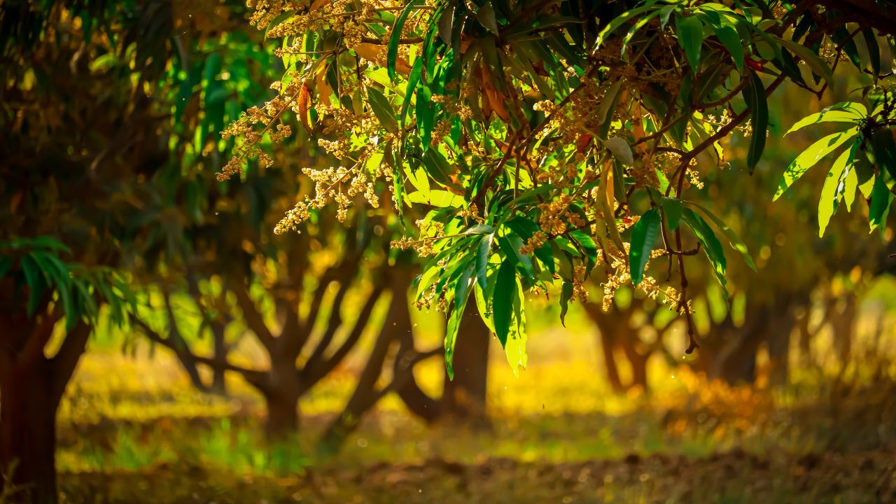 Aam Ki Kheti Mango Fruit Drop Problem Expert Tips To Prevent Mangoes From Falling