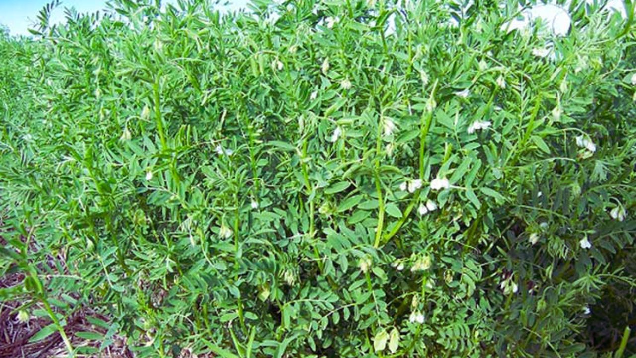 मसूर की फसल पर मंडरा रहा बड़ा खतरा! इस खतरनाक कीट से नहीं बचाया तो हो सकता है भारी नुकसान