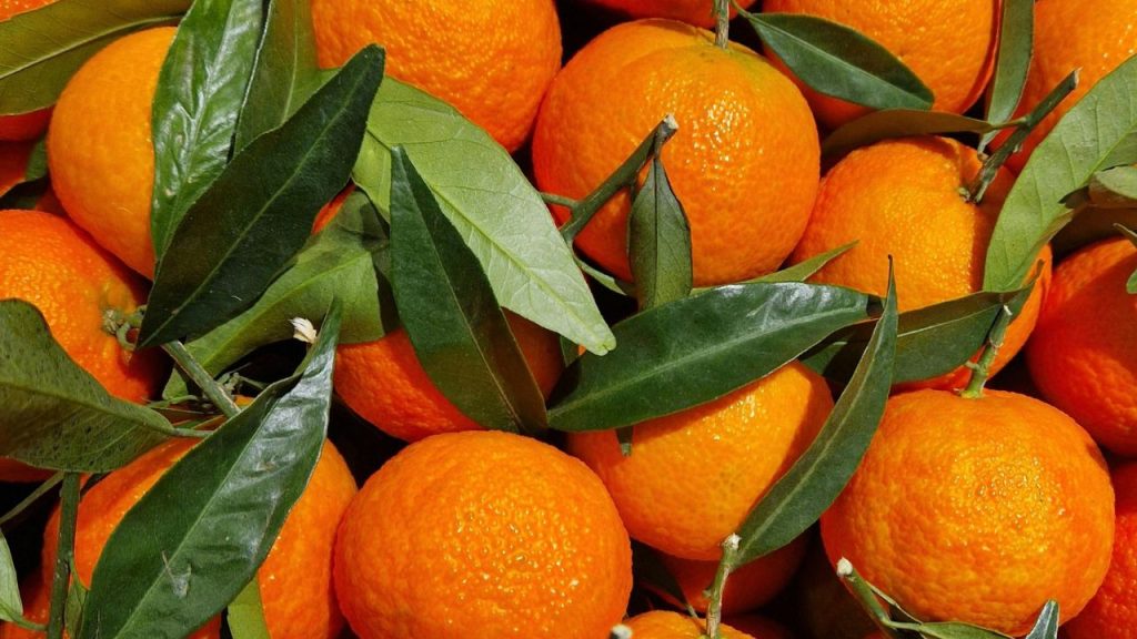 छिलके की बनावट देखें - अगर संतरे की सतह पर हल्का उभार या दानेदार बनावट है तो वह ताजा और मीठा हो सकता है. बहुत ज्यादा चिकनी और पतली स्किन वाला संतरा कई बार खट्टा निकलता है.