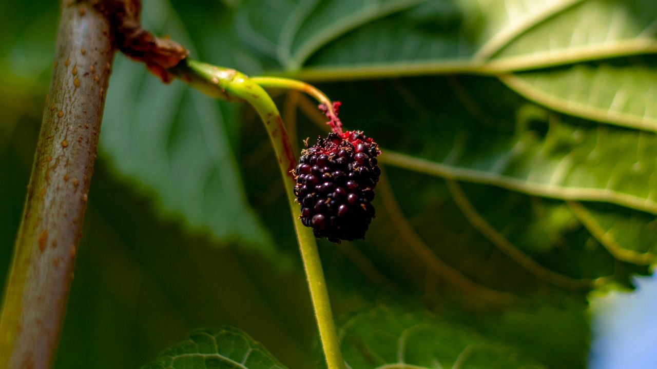 Tip Of The Day: सिर्फ 1 साल में फल देगा शहतूत का पौधा! जानें ग्राफ्टिंग से तैयार करने का आसान तरीका