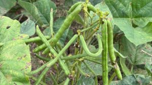 आलू की खुदाई के बाद किसान खाली न छोड़ें खेत! करें इस फसल की खेती, सिर्फ 60 दिन में देती है बंपर मुनाफा