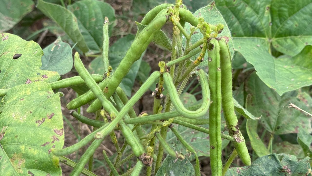 आलू की खुदाई के बाद किसान खाली न छोड़ें खेत! करें इस फसल की खेती, सिर्फ 60 दिन में देती है बंपर मुनाफा